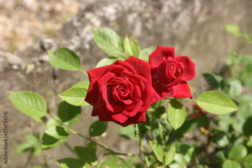 Roses rouges