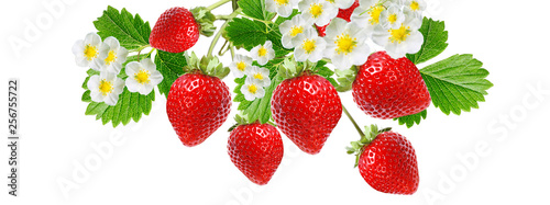 fresh ripe red strawberry