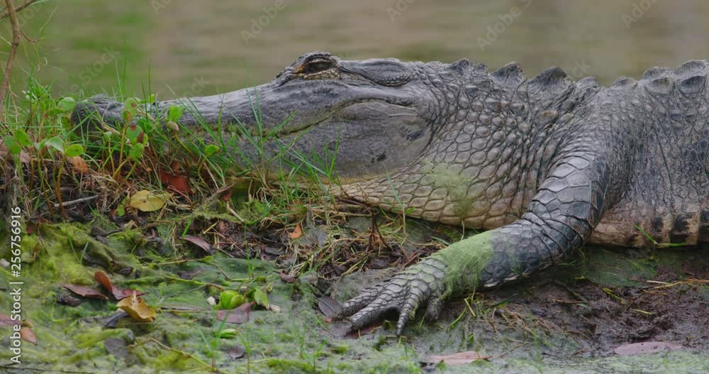 Alligator resting on a muddy river bank. Alligator resting on a muddy river bank.
