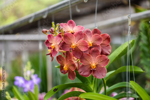 Beautiful White and Pink orchid flower and green leaves background in the garden. close up view