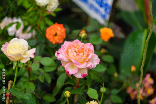 delicate rose in the garden