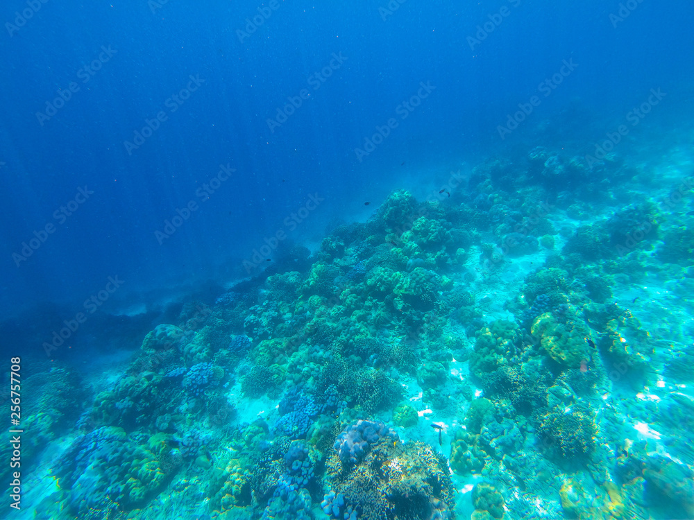 beautiful coral in diving spot Surin island beautiful coral in diving spot Surin island