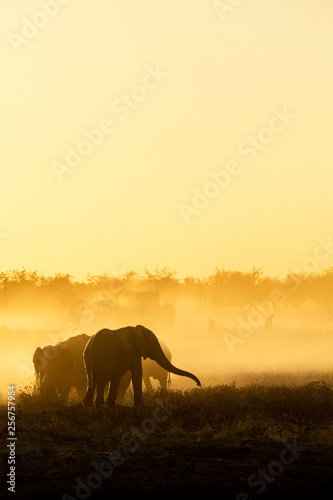 Elephants in yellow dust