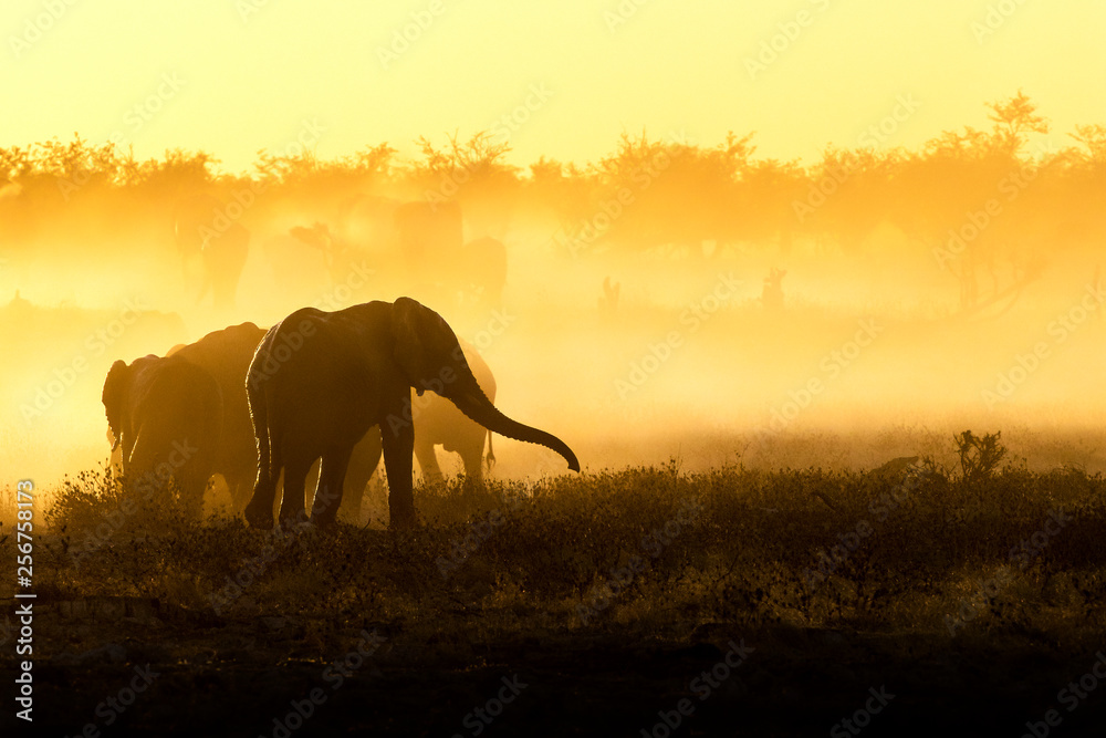Fototapeta premium Elephant in yellow dust