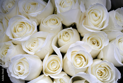 Fototapeta Naklejka Na Ścianę i Meble -  white rose flower in bouquet as nature background