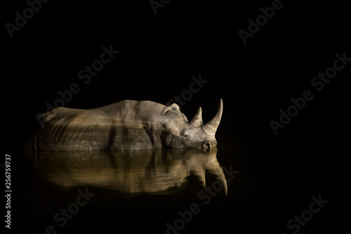 Rhino bathing in a water hole at night