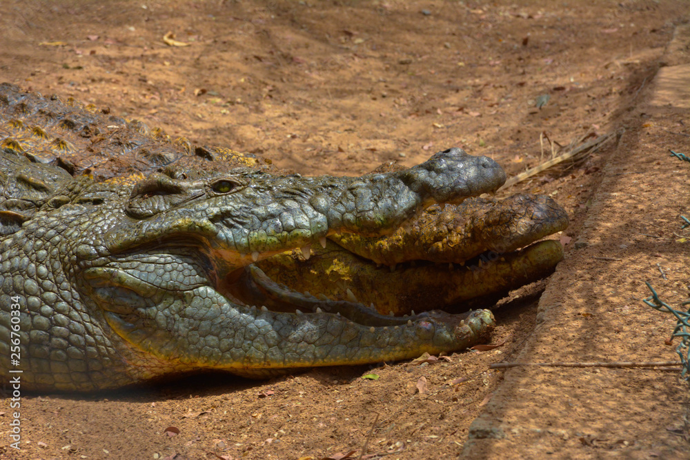 Obraz premium Crocodile close up shot