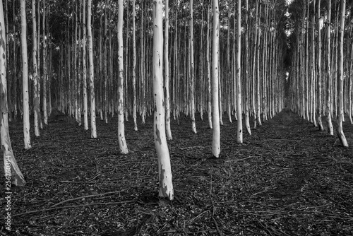 Trees in Milawa photo