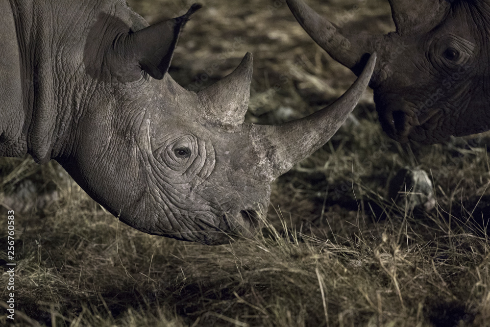 Obraz premium Nosorożce w nocy