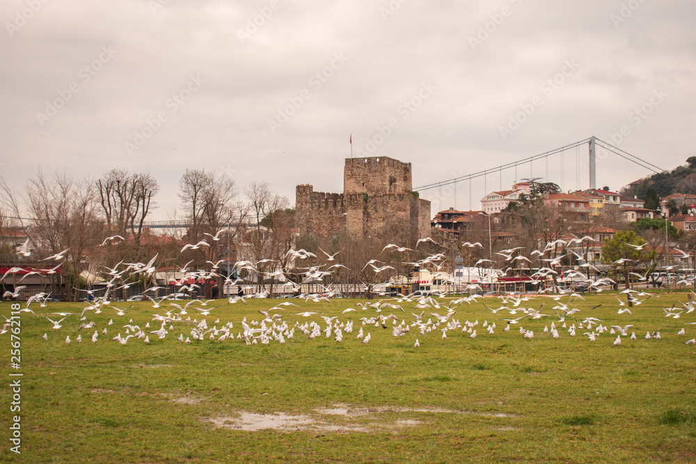  Anadolu Hisari (Anatolian Fortress). Anadolu Hisari  next to the garden and flying seagulls and crows.Historical ruin Fatih Sultan Mehmet Bridge in the background