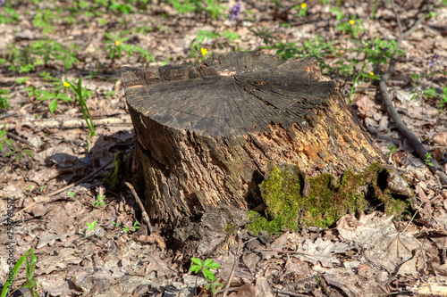 rotten stump in the forest 
