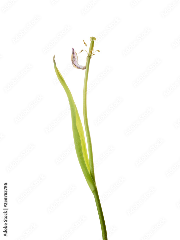 Wilted purple Tulip with flown petals isolated on a white background. Wilted purple Tulip with flown petals isolated on a white background.