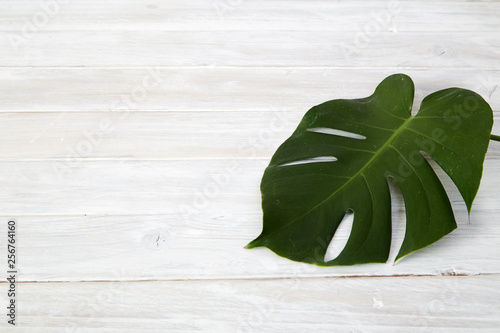 Green monstera leaves on white wooden background