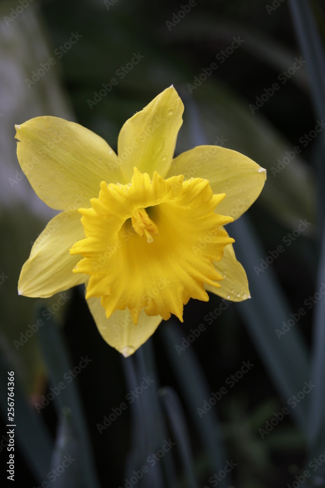 Fototapeta premium Yellow Daffodil is Blooming to Welcome Springtime