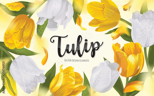 Blooming beautiful yellow with white tulip flowers background template. Vector set of blooming floral for wedding invitations, greeting card, voucher, brochures and banners design.