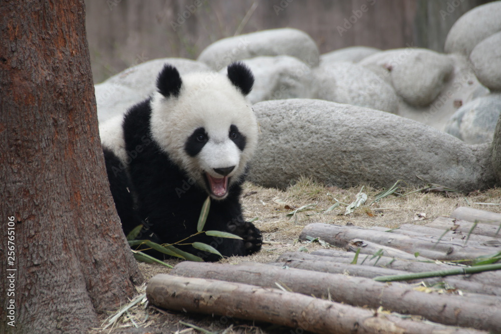 Fototapeta premium Cute Little Baby Panda in Chengdu, China
