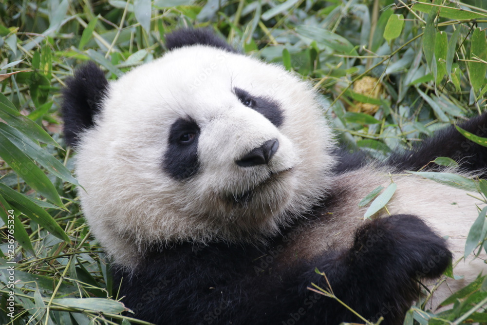 Obraz premium Close up Sleeping Panda Fluffy Face, Chengdu, China