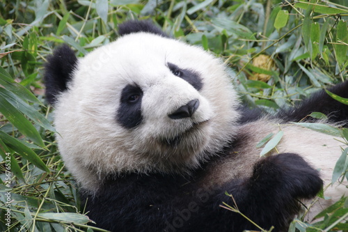 Fototapeta Naklejka Na Ścianę i Meble -  Close up Sleeping Panda Fluffy Face, Chengdu, China