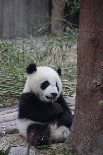 Fototapeta Naklejka Na Ścianę i Meble -  Little Baby Panda Cub is having Fun in his Playground, Chengdu, China