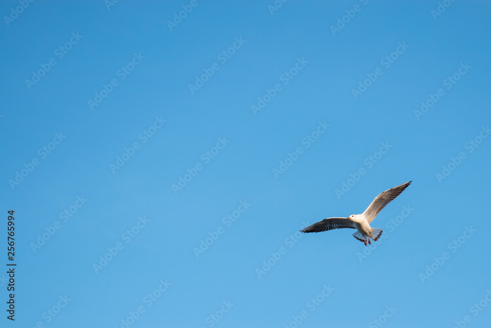 The Gulls or seagulls flying. flock of seagulls in the blue sky The Gulls or seagulls flying. flock of seagulls in the blue sky