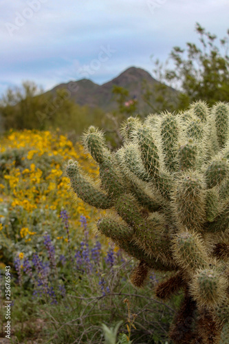 Cholla cactus and wild flowers in North Scottsdale Arizona