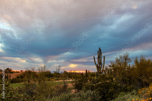 Saguaro standing tall in a bright Scottsdale sunset