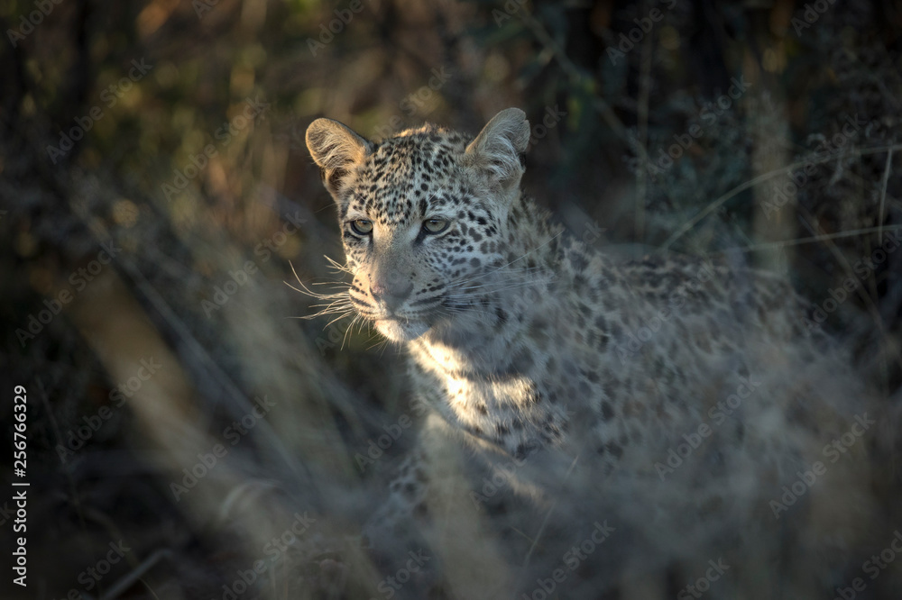 Obraz premium A young leopard in thick undergrowth