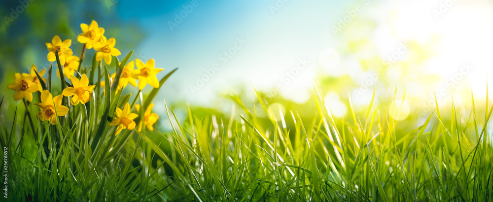 Daffodil flower in the morning - obrazy, fototapety, plakaty 