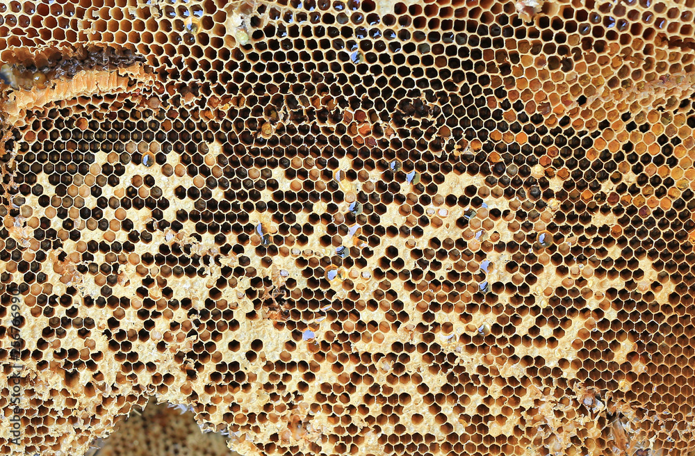 Close up Fresh Honeycomb background. Close up Fresh Honeycomb background.