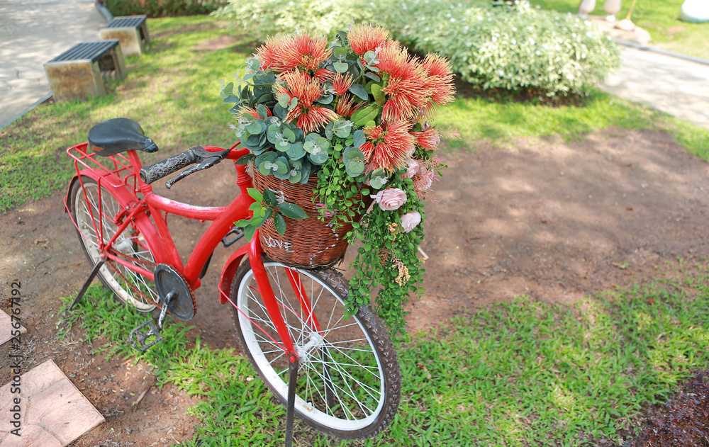 Beautiful flowers in bicycle basket at the garden.