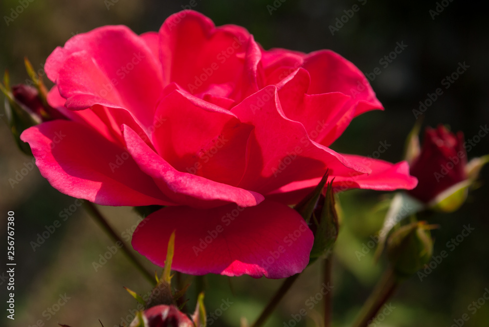 Red rose flower. Background Red rose flower. Background