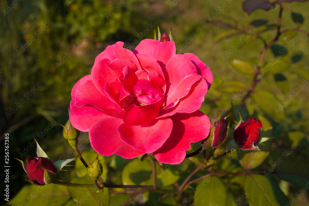 Fototapeta premium Red rose flower. Background