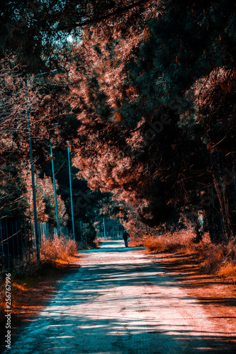 Nice day in Thessaloniki the trees and the plants are falling their leaves and the forest is so peaceful to walk and get your strenght mentaly and physically photo