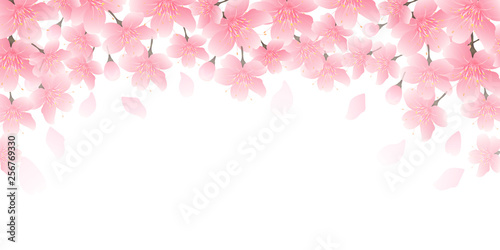 桜　春　花　背景 