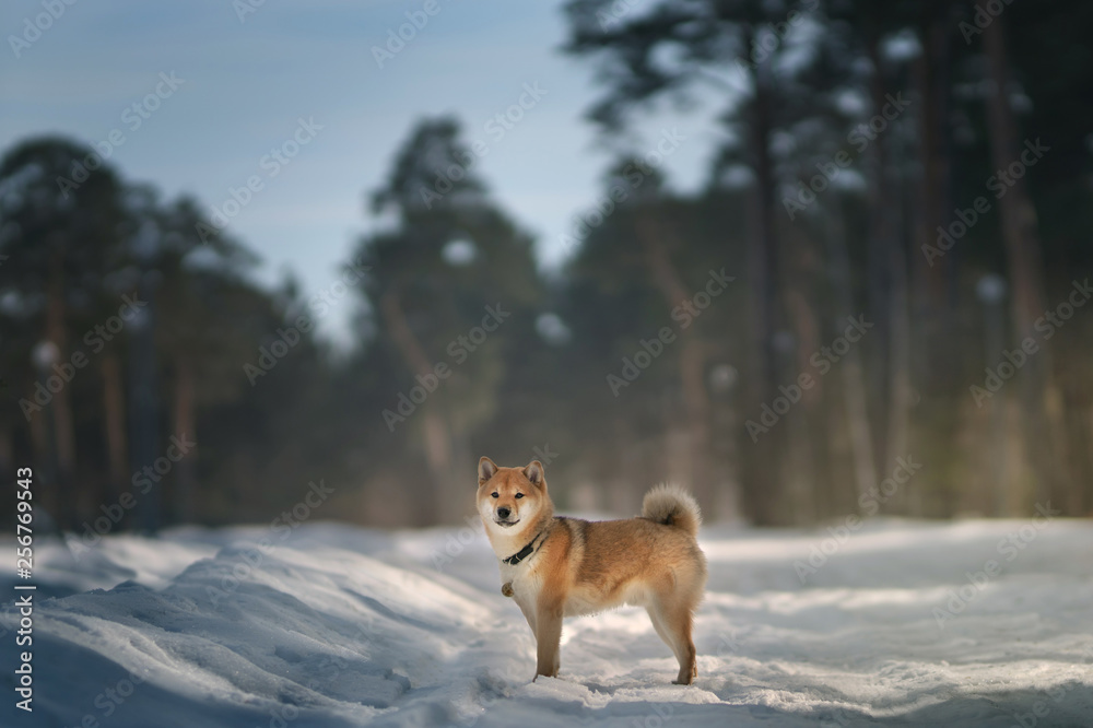 Naklejka premium Shiba Inu dog. Outdoor