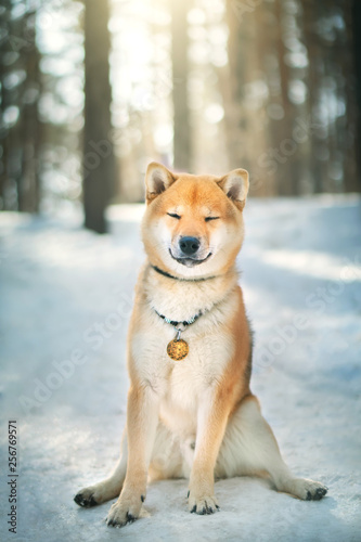 Shiba Inu dog. Outdoor © Anton Maltsev