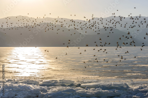 birds mountains lake ice dawn