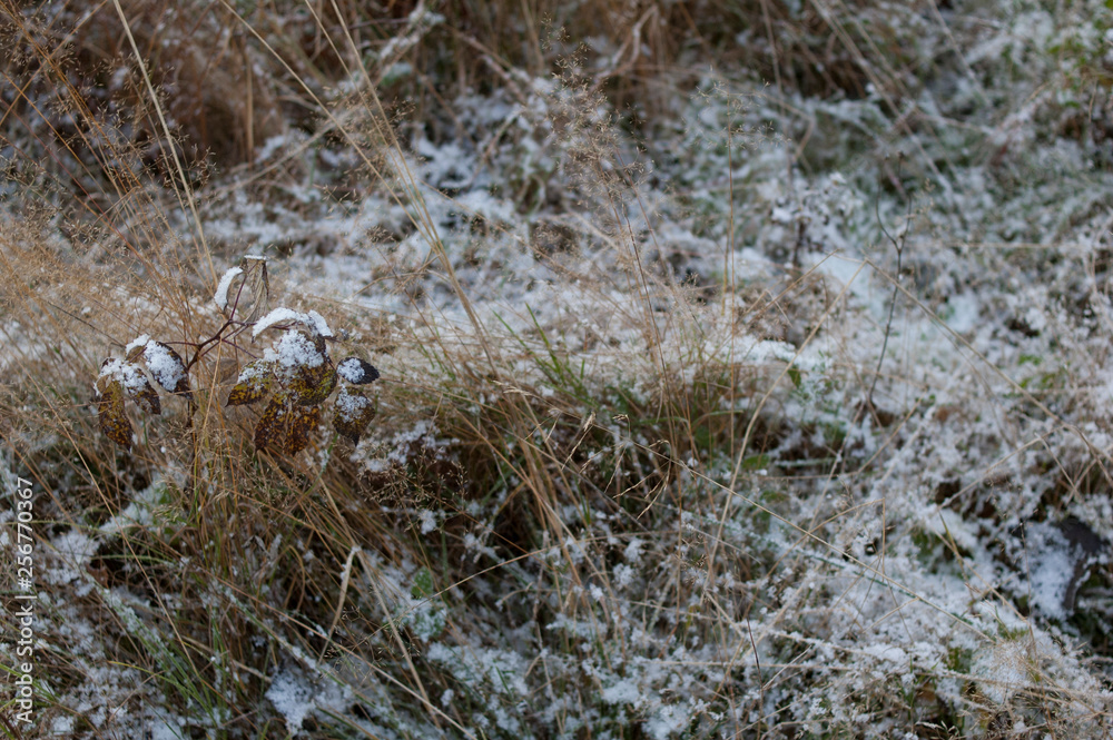 grass in the snow grass in the snow