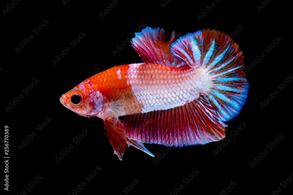 Betta fish Fight in the aquarium Betta fish Fight in the aquarium