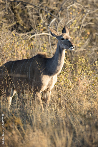 Female Kudu © 2630ben