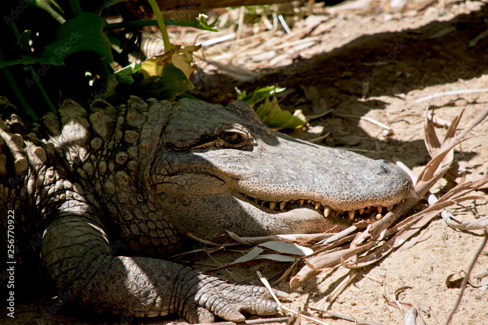 Obraz premium the alligator is resting in the shade