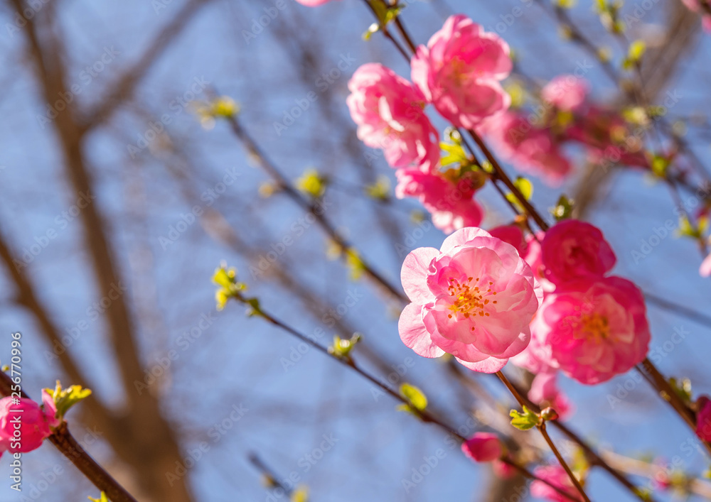 Beautiful cherry blossom sakura in spring time over blue sky Beautiful cherry blossom sakura in spring time over blue sky