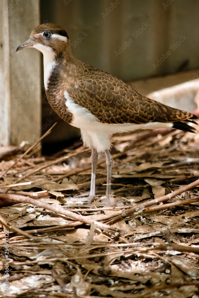 Obraz premium this is a young banded lapwing
