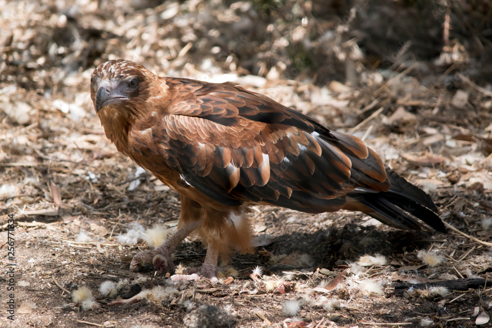 a black kite looking for food on the ground a black kite looking for food on the ground
