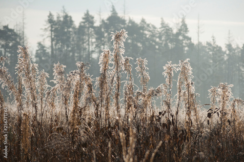 frozen grass in winter