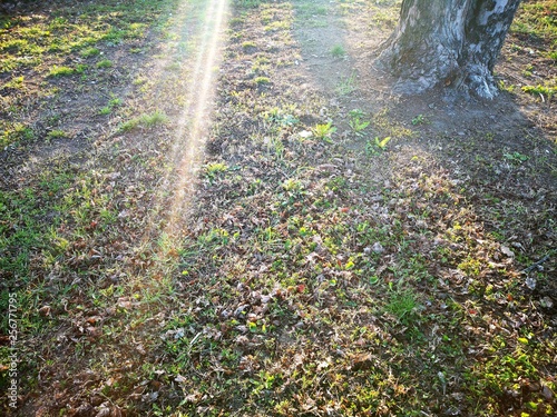 Raggi di sole nel bosco con erba ed albero, sun rays in the woods with grass and tree