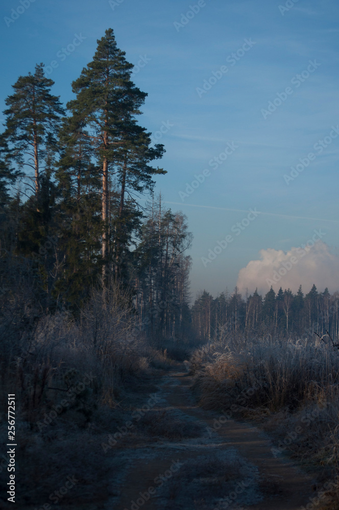 early morning in the forest early morning in the forest
