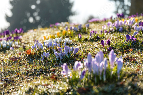 beautiful purple, yellow and white crocus flowers blooming over the green slope in the park under the morning sun