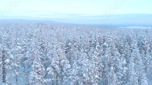 Aerial footage of snow covered trees in the arctic parts of Norway. photo