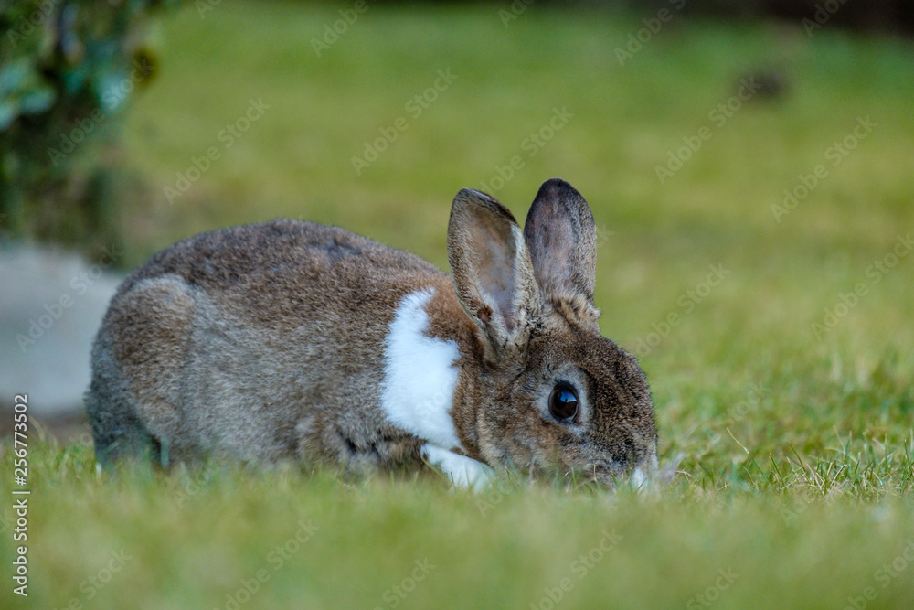 Fototapeta premium cute brown rabbit with white neck hair laying on the green grass field in the shade eating